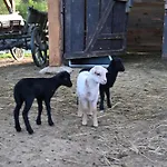 Napfény *