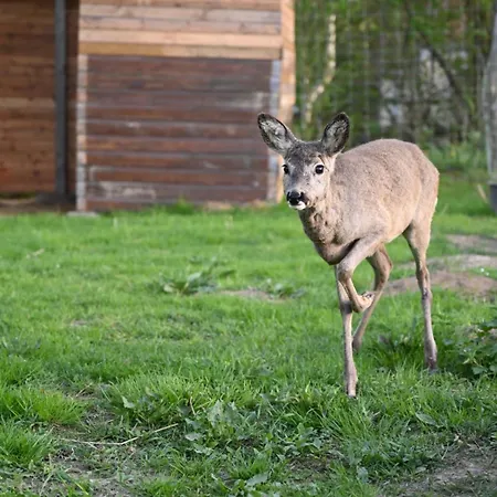 Napfeny * Taliandorogd