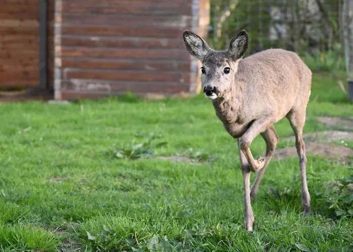 Napfeny * Taliandorogd